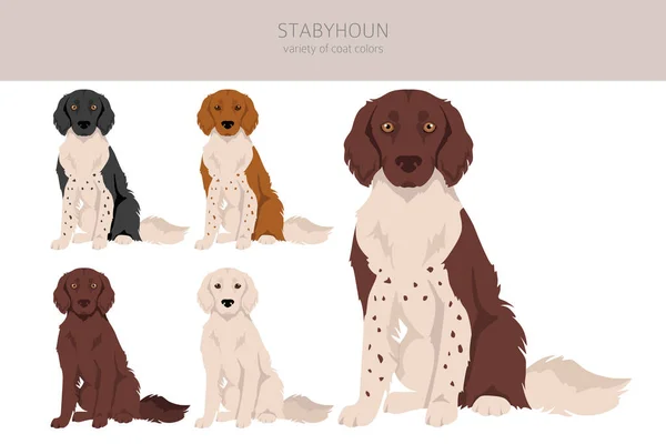 Stabyhoun Coat Colors Different Poses Clipart Vector Illustration — 스톡 벡터