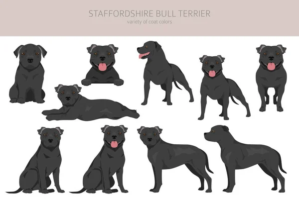 Staffordshire Bull Terrier Diferentes Variados Cor Casaco Bully Cães Definido — Vetor de Stock