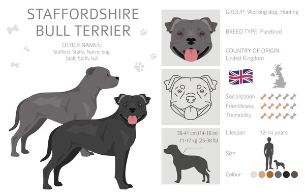 Toro Terrier Dello Staffordshire Diverse Varianti Cappotto Colore Bullo Cani — Vettoriale Stock