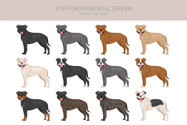 斯塔福德郡的公牛犬不同种类的皮毛颜色的恶狗集合 矢量说明 — 图库矢量图片