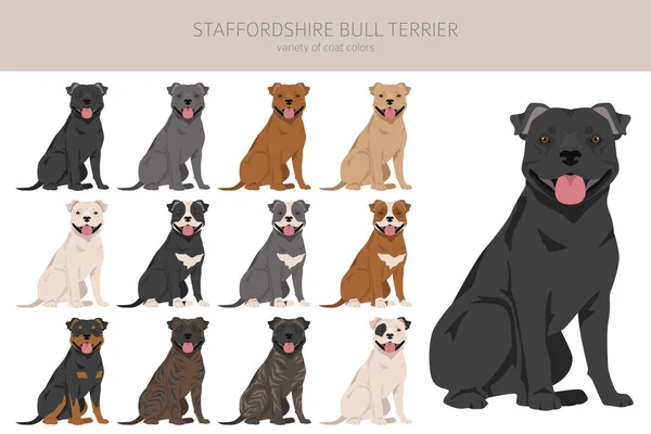 Staffordshire Bull Terrier Different Variaties Coat Color Bully Dogs Set — Stock Vector