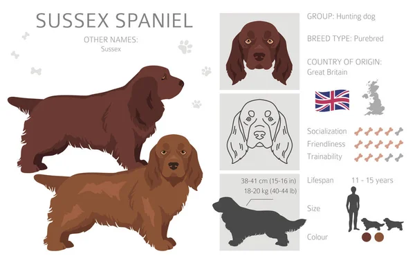 Sussex Spaniel Cores Casaco Diferentes Poses Clipart Ilustração Vetorial — Vetor de Stock