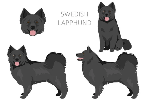 Swedish Lapphund Coat Colors Different Poses Clipart Vector Illustration — 스톡 벡터
