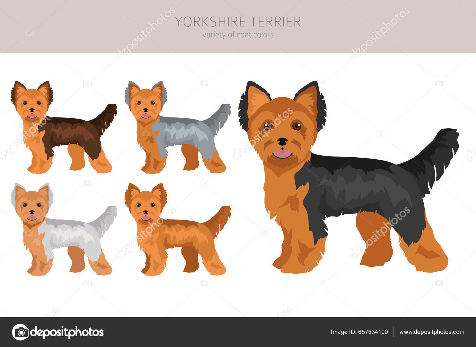 Yorkshire Terrier Clipart Different Poses Coat Colors Set Vector
