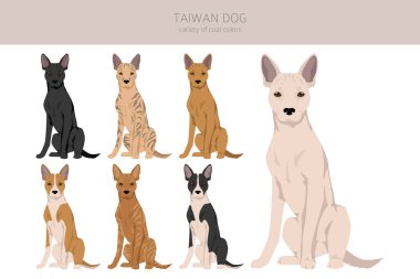 Tayvan köpek klipsi. Farklı pozlar, farklı renkler. Vektör illüstrasyonu