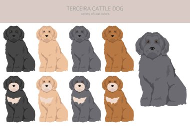 Terceira Sığır Köpeği Clipart. Farklı pozlar, farklı renkler. Vektör illüstrasyonu