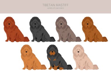 Tibet mastifi tırmanışı. Farklı pozlar, farklı renkler. Vektör illüstrasyonu