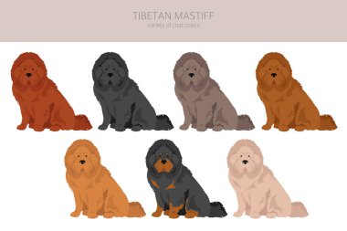 Tibetan mastiff clipart. Different poses, coat colors set.  Vector illustration clipart
