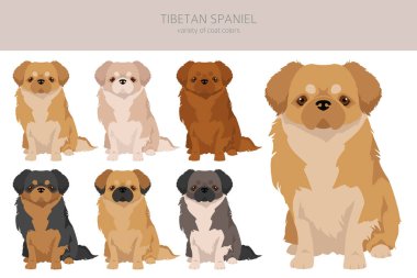 Tibetli spanyel clipart. Farklı pozlar, farklı renkler. Vektör illüstrasyonu