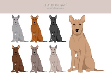 Thai Ridgeback klibi. Farklı pozlar, farklı renkler. Vektör illüstrasyonu