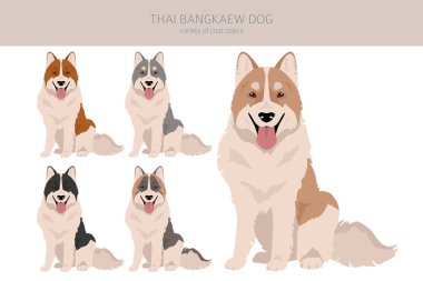 Thai Bangkaew köpek yarışması. Tüm ceket renkleri ayarlandı. Bütün köpekler karakteristik bilgileri çoğaltır. Vektör illüstrasyonu