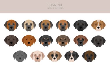 Tosa Inu clipart. Farklı pozlar, farklı renkler. Vektör illüstrasyonu