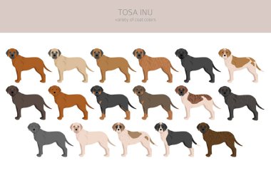 Tosa Inu clipart. Farklı pozlar, farklı renkler. Vektör illüstrasyonu