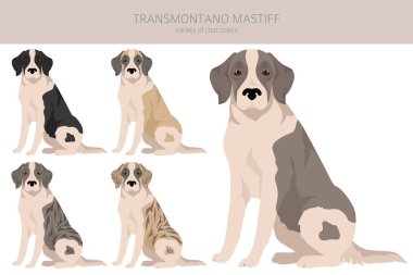 Transmontano Mastiff klibi. Tüm ceket renkleri ayarlandı. Bütün köpekler karakteristik bilgileri çoğaltır. Vektör illüstrasyonu
