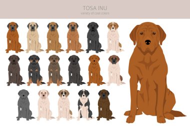 Tosa Inu clipart. Different poses, coat colors set.  Vector illustration clipart