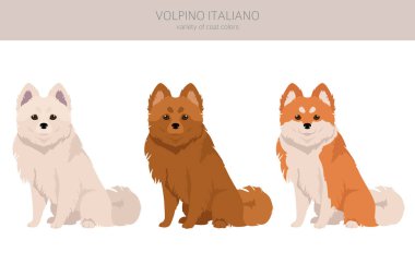 Volpino Italiano klipsi. Farklı pozlar, farklı renkler. Vektör illüstrasyonu