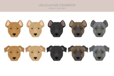 Uruguaylı Cimarron tırpanı. Tüm ceket renkleri ayarlandı. Bütün köpekler karakteristik bilgileri çoğaltır. Vektör illüstrasyonu
