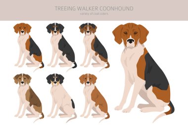 Treeing Walker rakun avcısı. Farklı pozlar, farklı renkler. Vektör illüstrasyonu