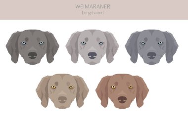 Weimaraner uzun tüylü köpek tırnağı. Tüm ceket renkleri ayarlandı. Bütün köpekler karakteristik bilgileri çoğaltır. Vektör illüstrasyonu