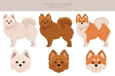 Volpino Italiano klipsi. Farklı pozlar, farklı renkler. Vektör illüstrasyonu