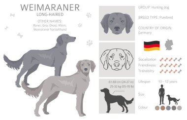 Weimaraner uzun tüylü köpek tırnağı. Tüm ceket renkleri ayarlandı. Bütün köpekler karakteristik bilgileri çoğaltır. Vektör illüstrasyonu