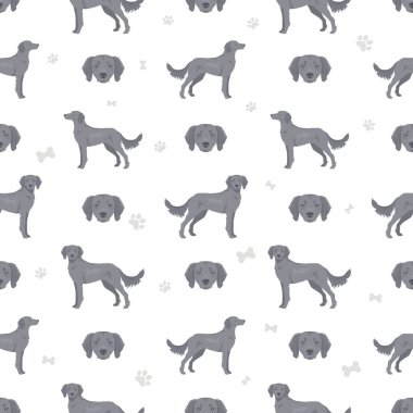 Weimaraner uzun tüylü, dikişsiz köpek deseni. Tüm ceket renkleri ayarlandı. Bütün köpekler karakteristik bilgileri çoğaltır. Vektör illüstrasyonu