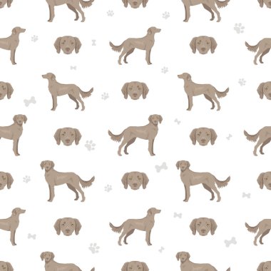 Weimaraner uzun tüylü, dikişsiz köpek deseni. Tüm ceket renkleri ayarlandı. Bütün köpekler karakteristik bilgileri çoğaltır. Vektör illüstrasyonu