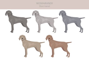 Weimaraner shorthaired dog clipart. All coat colors set.  All dog breeds characteristics infographic. Vector illustration clipart