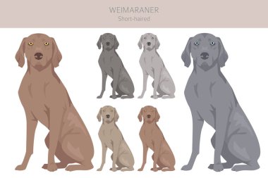 Weimaraner shorthaired dog clipart. All coat colors set.  All dog breeds characteristics infographic. Vector illustration clipart