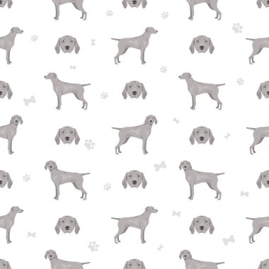 Weimaraner 'ın köpeğinde dikişsiz desen vardı. Tüm ceket renkleri ayarlandı. Bütün köpekler karakteristik bilgileri çoğaltır. Vektör illüstrasyonu