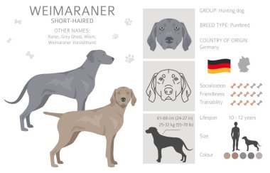 Weimaraner, köpek yarışmasında kısa devre yaptı. Tüm ceket renkleri ayarlandı. Bütün köpekler karakteristik bilgileri çoğaltır. Vektör illüstrasyonu