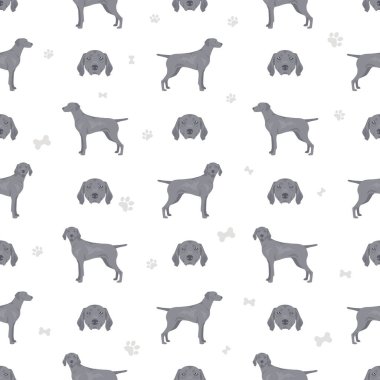 Weimaraner 'ın köpeğinde dikişsiz desen vardı. Tüm ceket renkleri ayarlandı. Bütün köpekler karakteristik bilgileri çoğaltır. Vektör illüstrasyonu