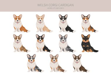 Galli Corgi hırkası. Farklı pozlar, farklı renkler. Vektör illüstrasyonu