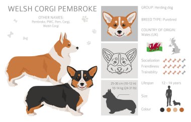 Galli Corgi Pembroke klipsi. Tüm ceket renkleri ayarlandı. Bütün köpekler karakteristik bilgileri çoğaltır. Vektör illüstrasyonu