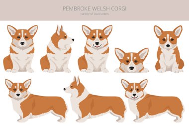 Galli Corgi Pembroke klipsi. Tüm ceket renkleri ayarlandı. Bütün köpekler karakteristik bilgileri çoğaltır. Vektör illüstrasyonu