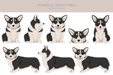 Galli Corgi Pembroke klipsi. Tüm ceket renkleri ayarlandı. Bütün köpekler karakteristik bilgileri çoğaltır. Vektör illüstrasyonu