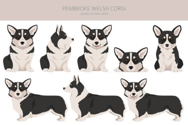 Welsh Corgi Pembroke clipart. All coat colors set.  All dog breeds characteristics infographic. Vector illustration clipart