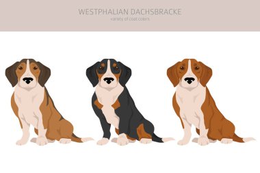 Vestfalya Dachsbracke klipsi. Tüm ceket renkleri ayarlandı. Bütün köpekler karakteristik bilgileri çoğaltır. Vektör illüstrasyonu