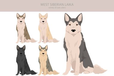 Batı Sibirya Laika Clipart. Tüm ceket renkleri ayarlandı. Bütün köpekler karakteristik bilgileri çoğaltır. Vektör illüstrasyonu
