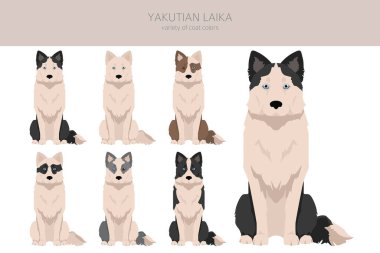 Yakutian Laika clipart. Farklı pozlar, farklı renkler. Vektör illüstrasyonu