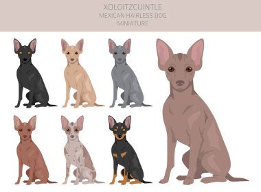 Xoloitzcuintle, Meksikalı tüysüz köpek maketi. Farklı pozlar, farklı renkler. Vektör illüstrasyonu