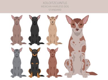 Xoloitzcuintle, Meksikalı tüysüz köpek standart klipsi. Farklı pozlar, farklı renkler. Vektör illüstrasyonu
