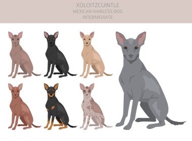 Xoloitzcuintle, Meksikalı tüysüz, orta boy köpek klipsi. Farklı pozlar, farklı renkler. Vektör illüstrasyonu
