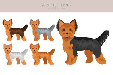 Yorkshire Teriyeri. Farklı pozlar, farklı renkler. Vektör illüstrasyonu