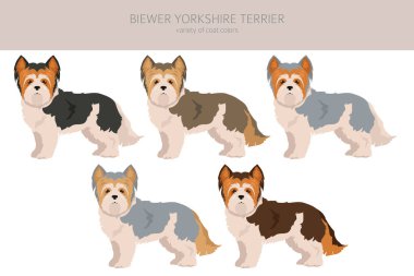 Biewer Yorkshire Teriyeri. Farklı pozlar, farklı renkler. Vektör illüstrasyonu