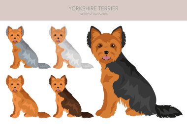 Yorkshire Teriyeri. Farklı pozlar, farklı renkler. Vektör illüstrasyonu