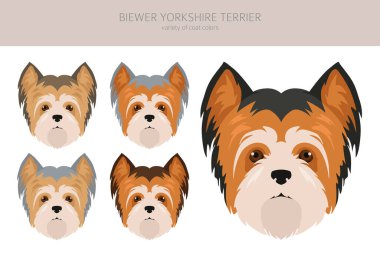 Biewer Yorkshire Teriyeri. Farklı pozlar, farklı renkler. Vektör illüstrasyonu