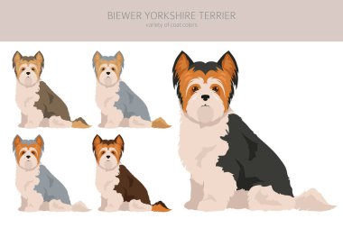 Biewer Yorkshire Teriyeri. Farklı pozlar, farklı renkler. Vektör illüstrasyonu