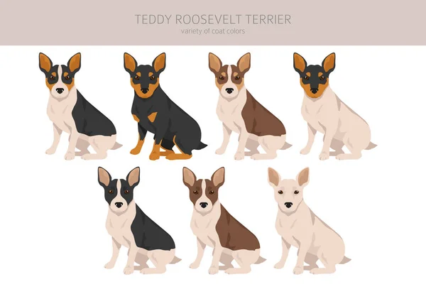 Teddy Roosevelt Terrier Clipart Different Poses Coat Colors Set Vector — Stock Vector