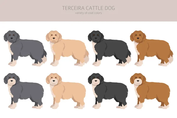 Terceira Cattle Dog Clipart Verschiedene Posen Festgelegte Fellfarben Vektorillustration — Stockvektor